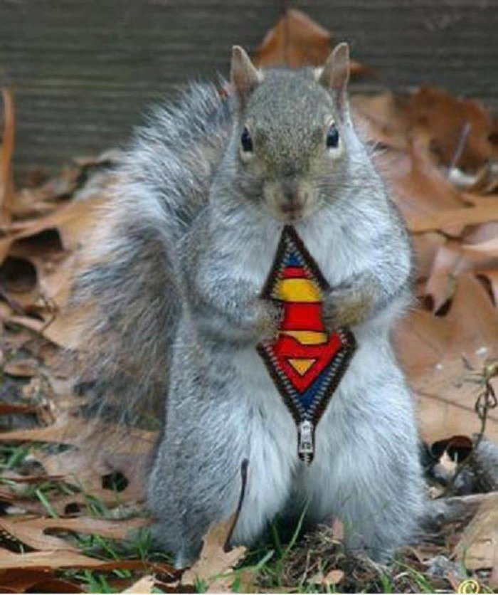 Super Squirrel