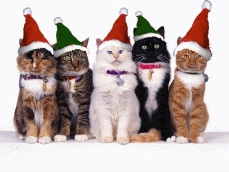 Merry Xmas