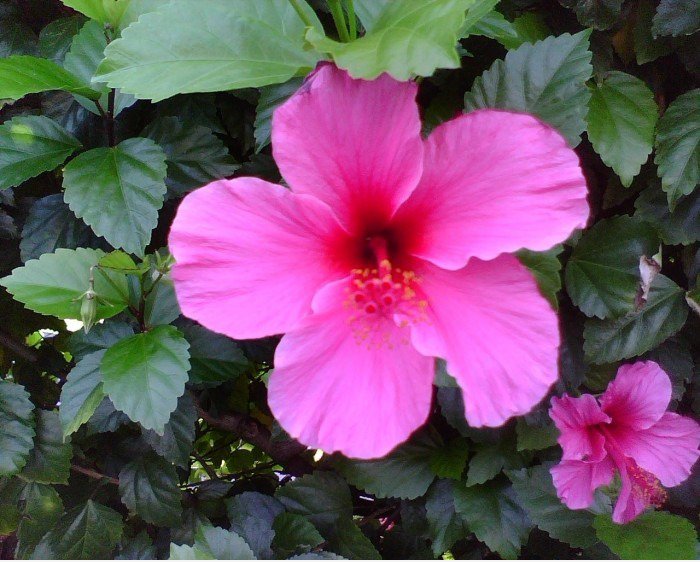 Pretty flower