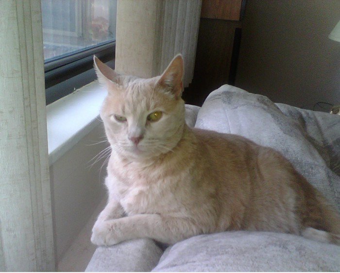 Mikey die Katze