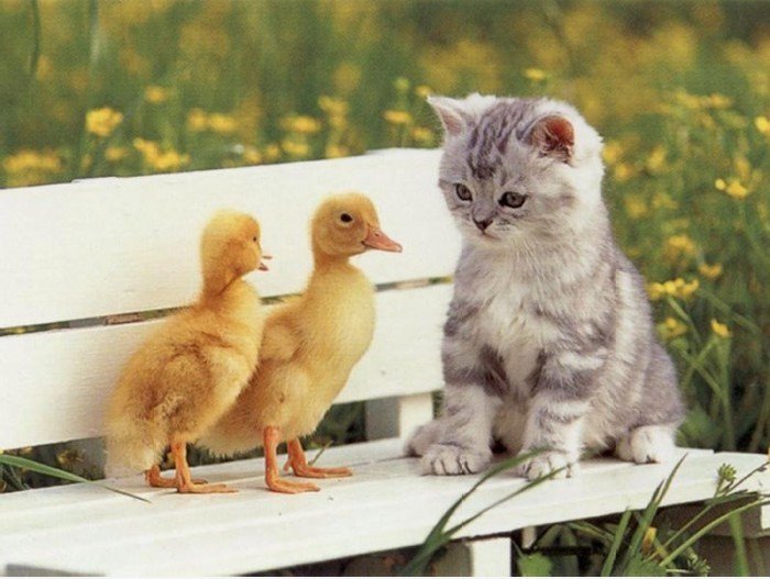 Zwei Küken und eine Pussy