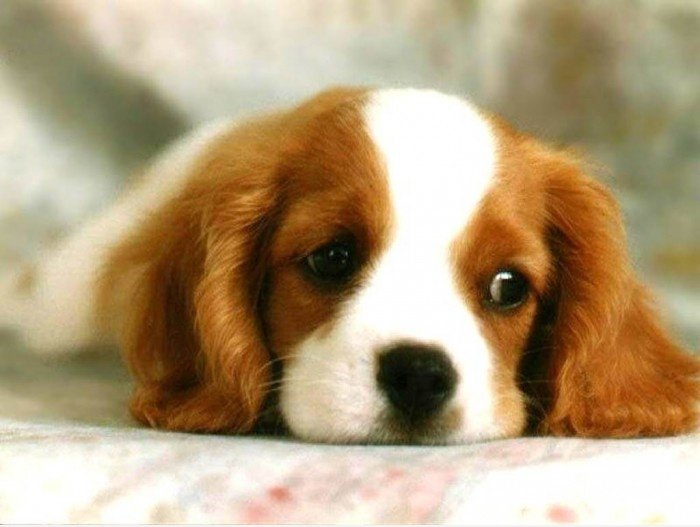 Bored Hund