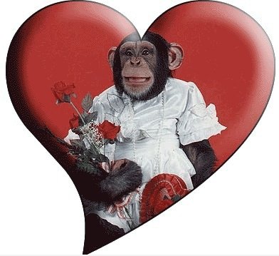 Affe in Love