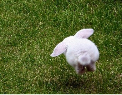Hase