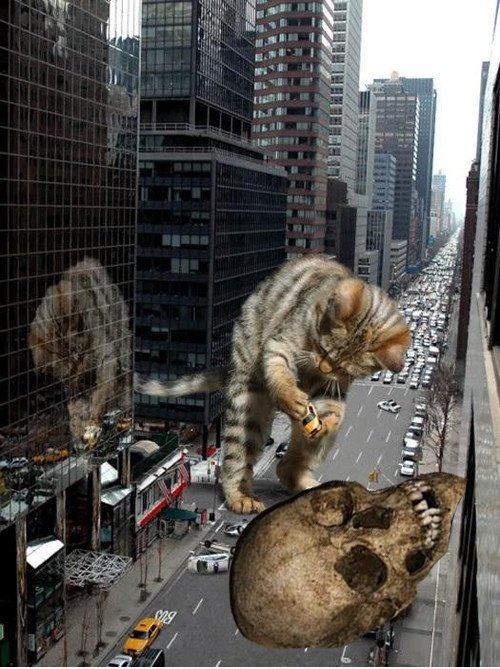 Schädel Gefunden in der Nähe riesige Katze