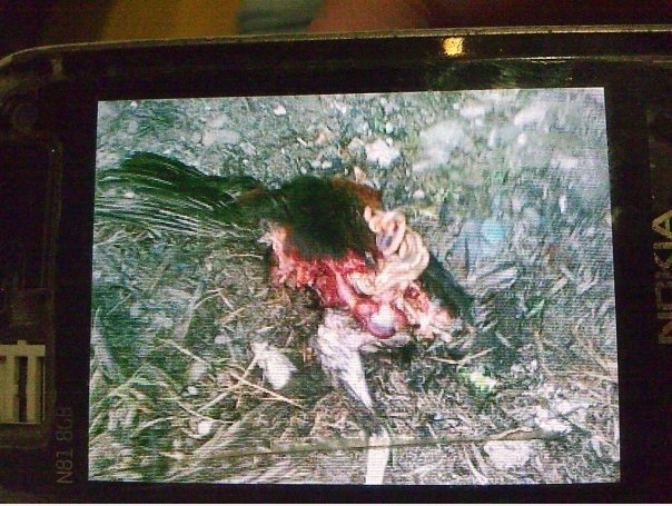 Arme Huhn