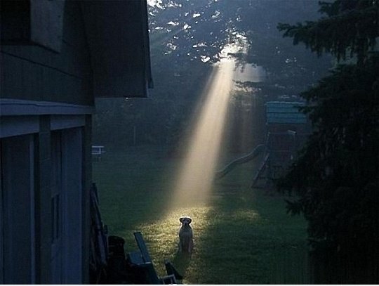 UFO Dog