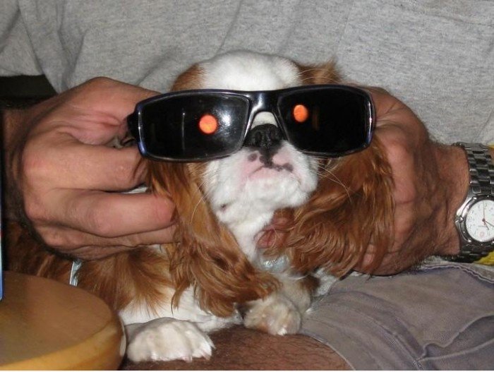 Terminator Dog