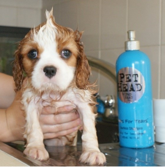 Faux-Hawk Dog