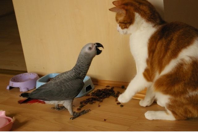 Cat vs Taube