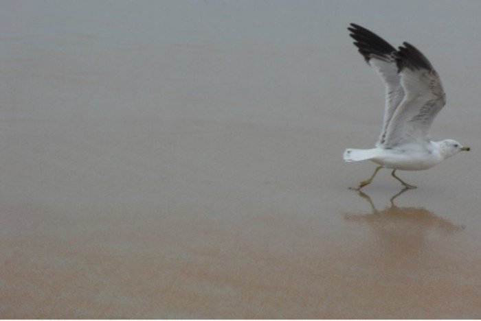 Fly away.