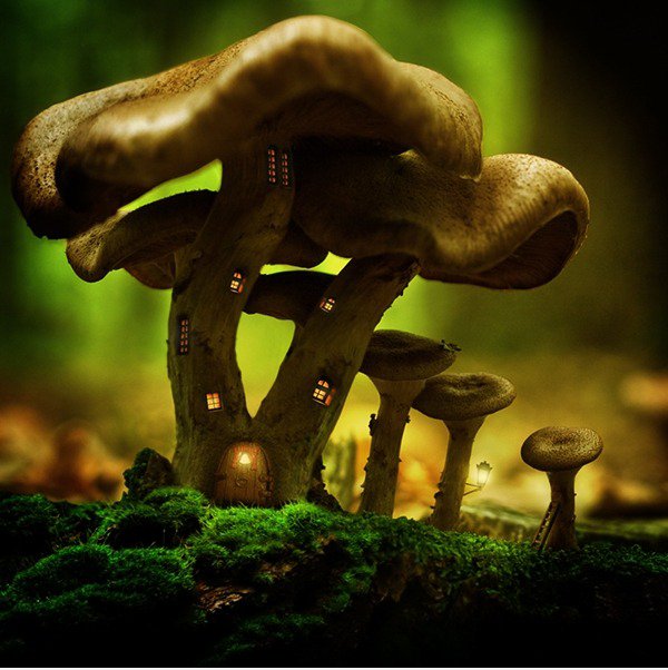 Pilz