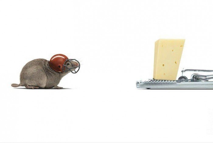 Maus vs Trap-