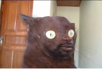 Es ist etwas falsch mit dieser Katze