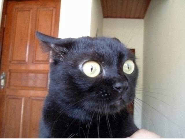 Überrascht Katze überrascht