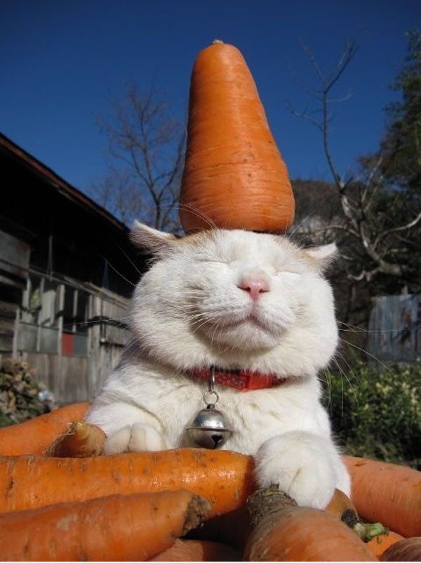 Carrot Katze hat schlechte Augen
