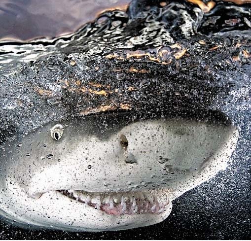 Laughing Shark
