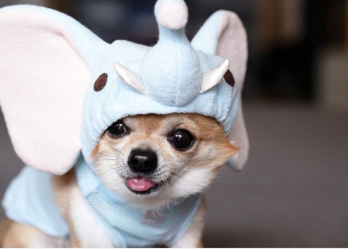Dumbo
