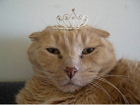 Rufen Sie mich an Prinzessin