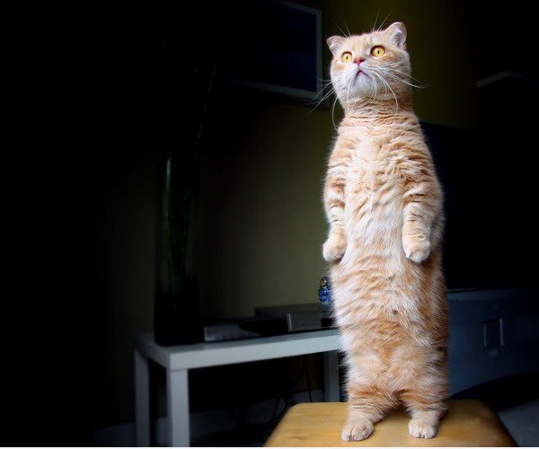 Der Ständige Cat