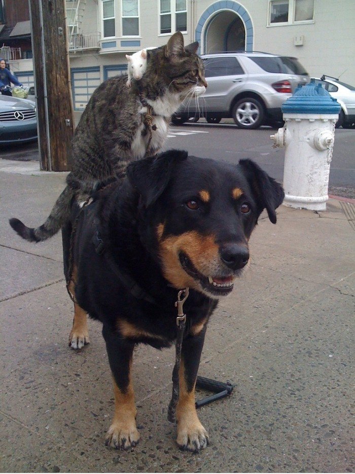 Flea, Ratte, Katze, Hund