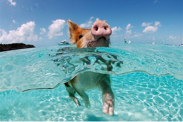 Schwimmen Pig
