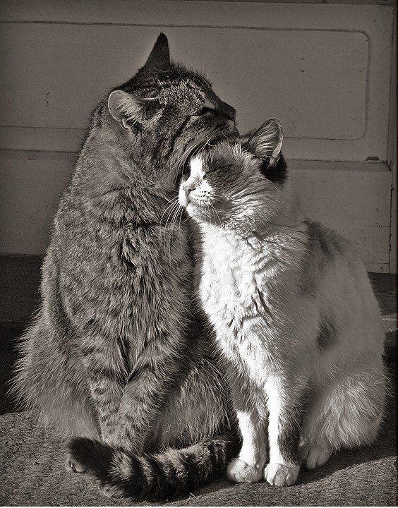 Liebe in alten Tagen