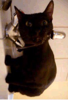 Cat Trinkwasser