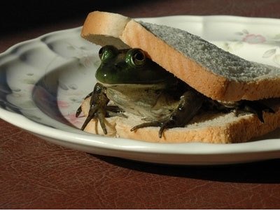 Sandwich anyone?