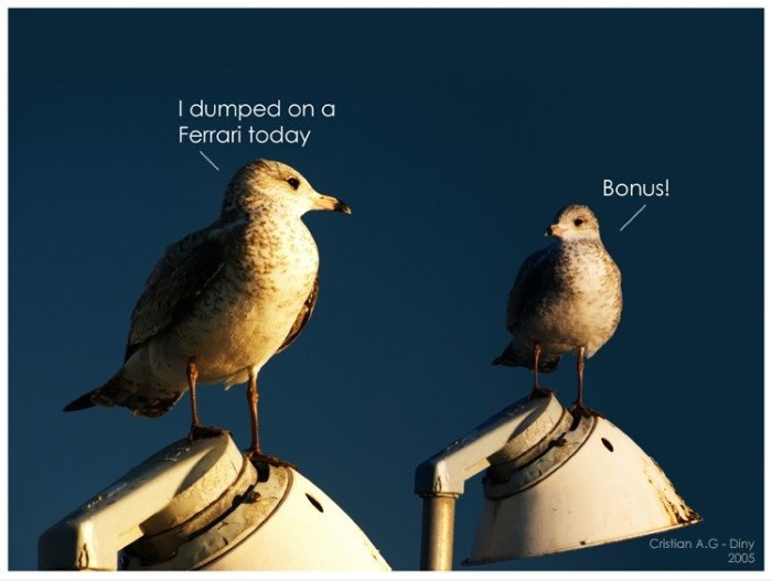 Seagull Diskussion