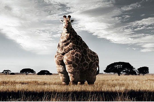 Wenn Giraffe lebt in den USA