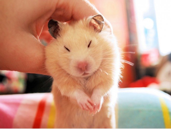 Hallo ~