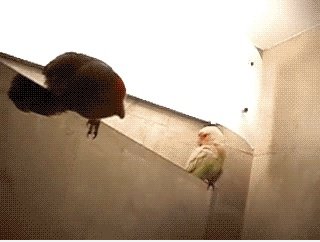 Zum Titten!