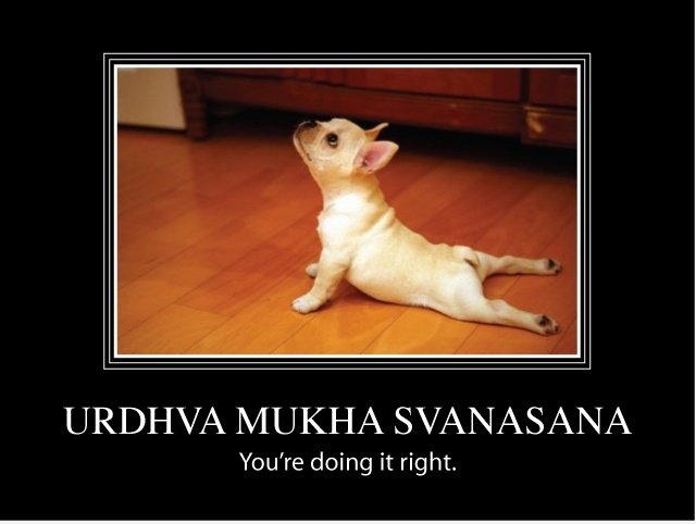 Yoga Hund