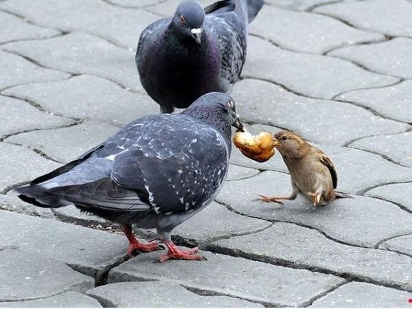 Bullies gibt es überall