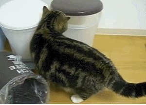 Bucket Cat