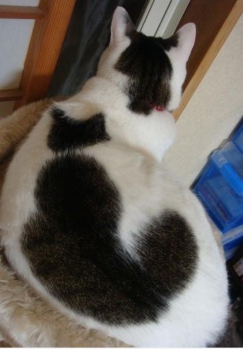 Cat On Cat