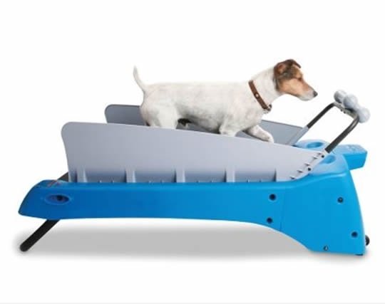 Dog Gym