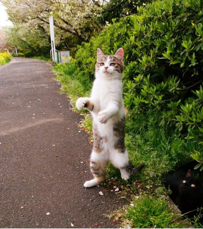 Stehende Katze