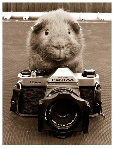 Guinea Fotografie