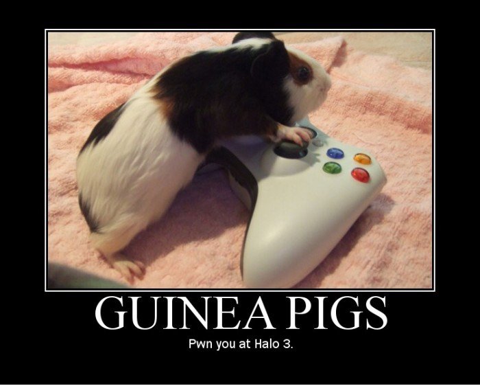 Meerschweinchen und Xbox