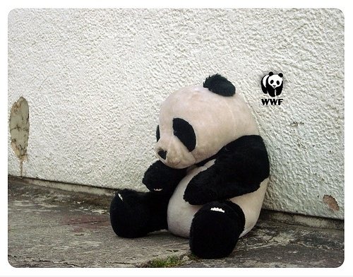 WWF