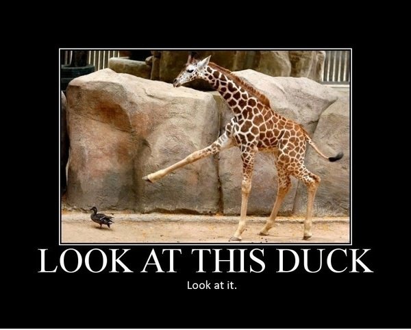 Schauen Sie sich diese Ente