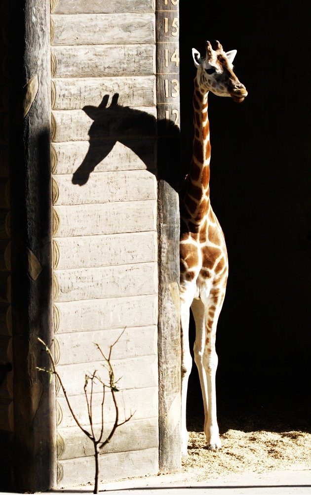 Giraffe