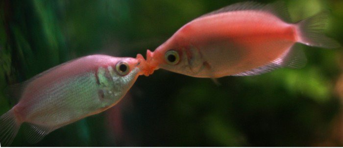 Kiss Kiss Kiss