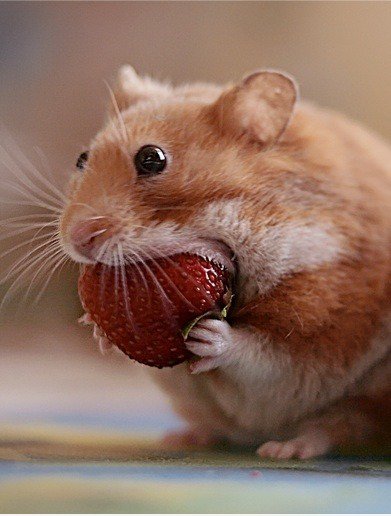 EPIC NOM!