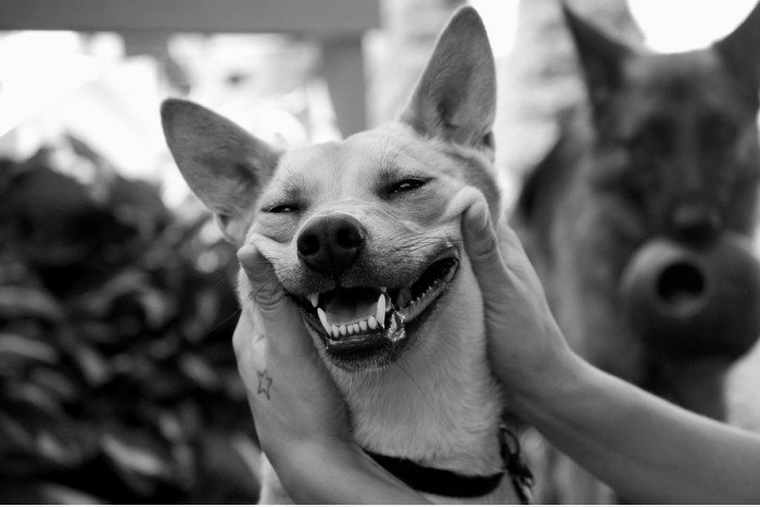 Cheese!