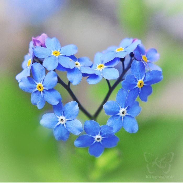 Liebe Blumen