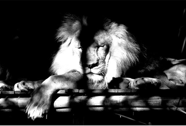 The Lion sleeps tonight.