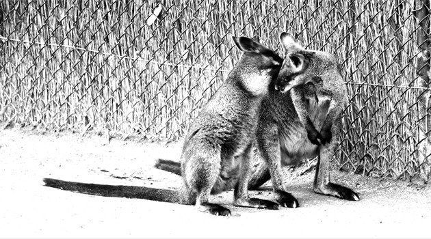 Nie sagen, ein Geheimnis zu einem Kangaroo!